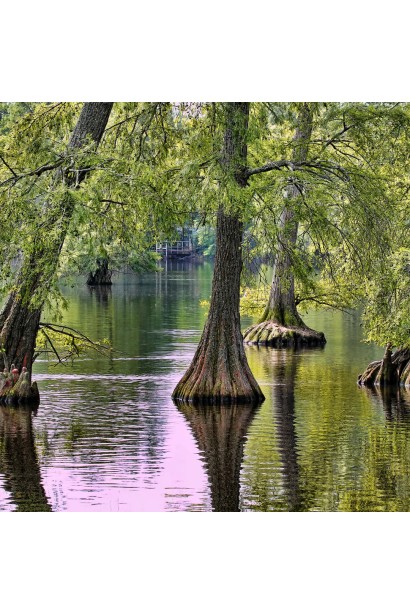 Таксодіум дворядний шишки